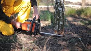 Trusted Glenview, IL Tree Services Experts